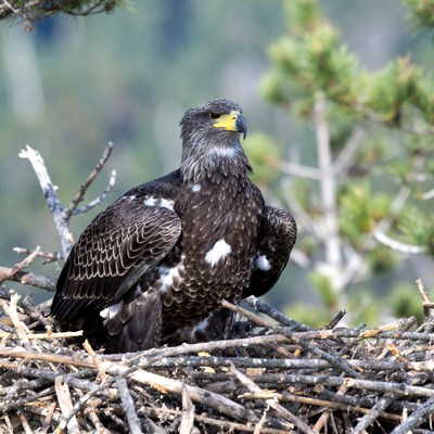 Eagle sitting on nest in tree