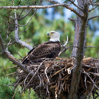 Bald eagle sits in its nest