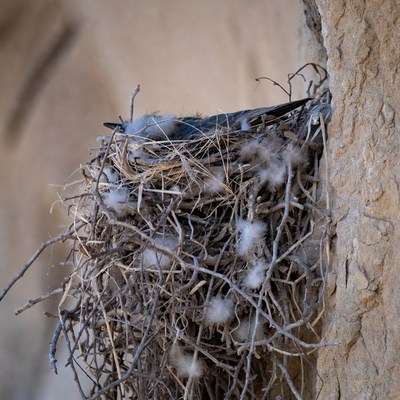 Bird nest on a rocky surface