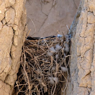 Bird nest built in tree bark