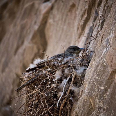 Bird sitting in nest on cliff