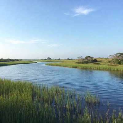 Wetlands with calm water and green grass