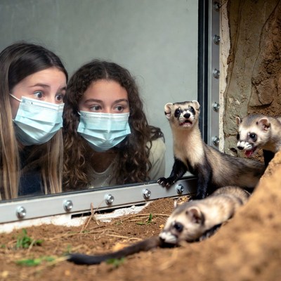 Visitors watch ferrets at zoo exhibit
