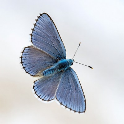 Blue butterfly in mid-flight