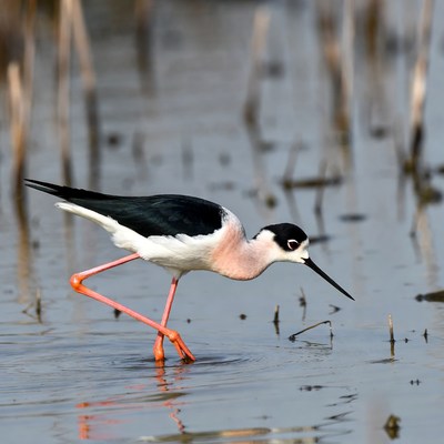 Bird walking in shallow water