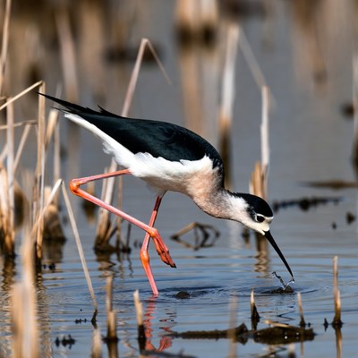 Bird wading in shallow water
