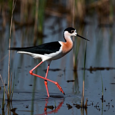 Bird wading in shallow water