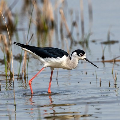 Bird wading in shallow water
