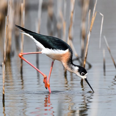 Bird searching for food in shallow water
