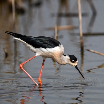 Black-necked stilt in shallow water