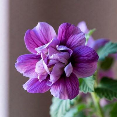 Purple flower in bloom indoors