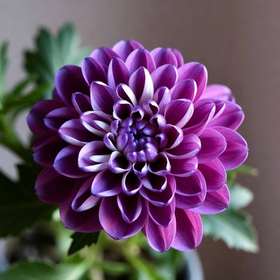 Purple flower in a pot