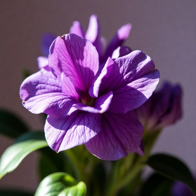 Purple flower close-up in sunlight