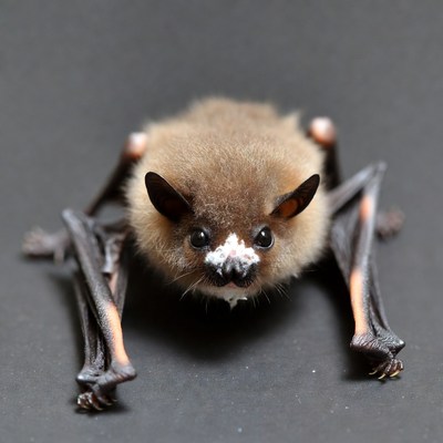 Cute bat on black background