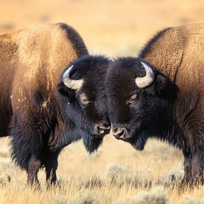 Two bison face each other in the grassland