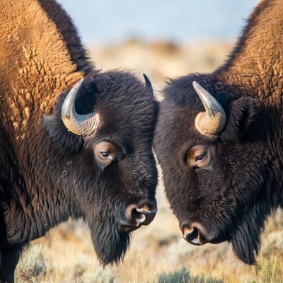 Bison face each other in open land