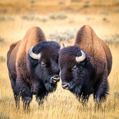Two bison in a field