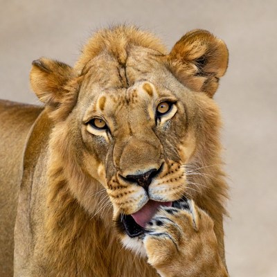 Lion grooming in a natural setting