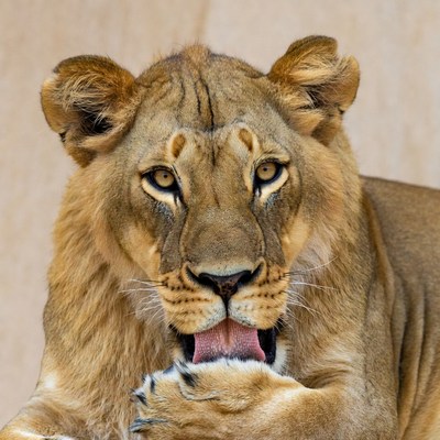 Lioness grooming in the zoo