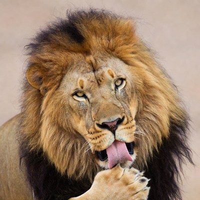 Lion licking its paw in a dry area