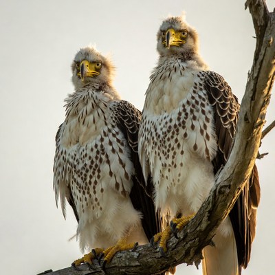 Eagles perched on a tree branch at sunset