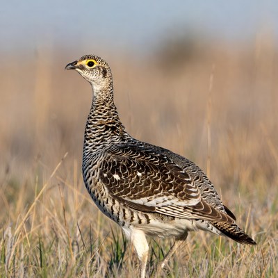 Bird stands in tall grass