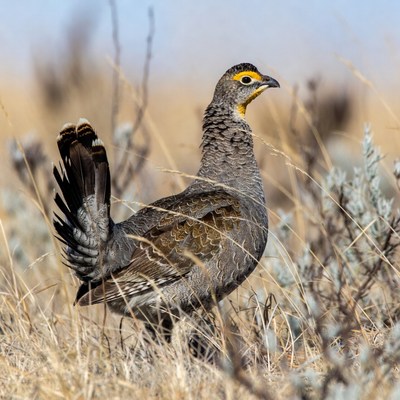 Bird standing in dry grassland