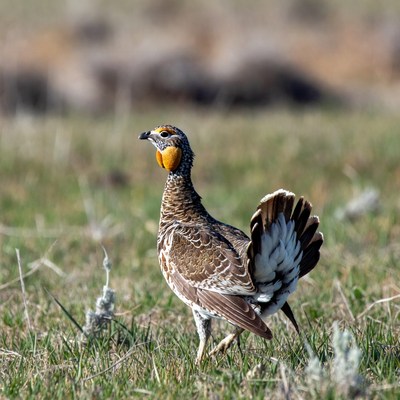 Bird walking in grassland