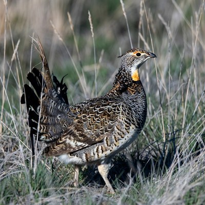 Prairie bird seen during springtime