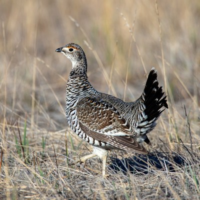 Bird walking on dry grassland