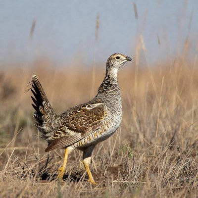 Bird walking in dry grass