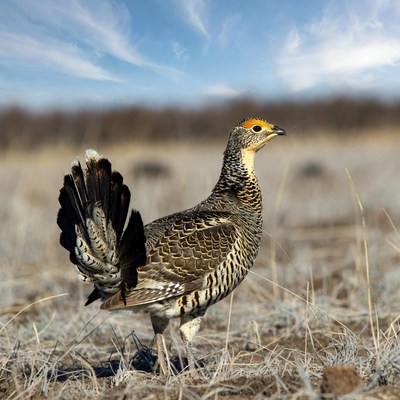 Bird standing on dry grass under blue sky