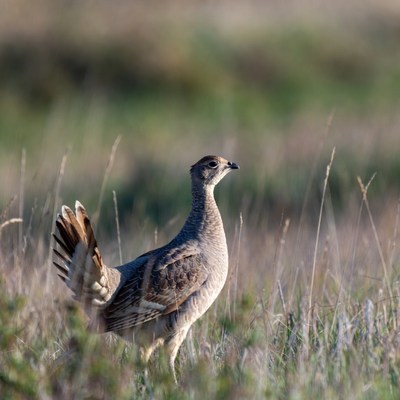 Bird stands in tall grass
