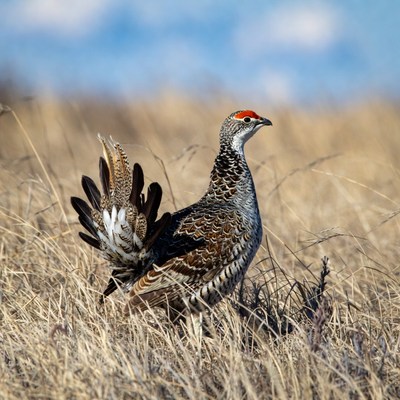 Bird standing in tall grass