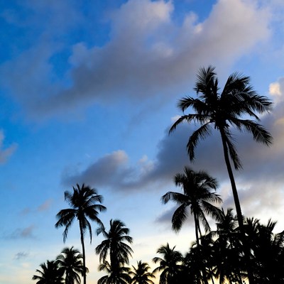 Palm trees under blue sky