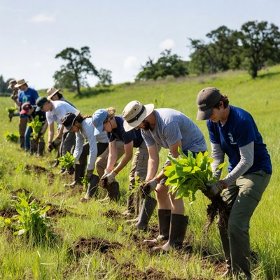 Planting trees in open field