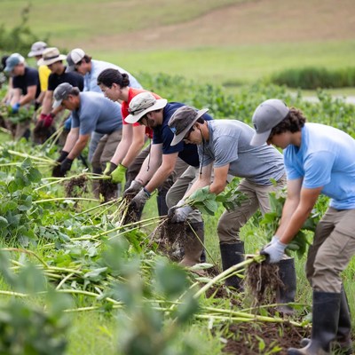 People harvesting plants on a farm