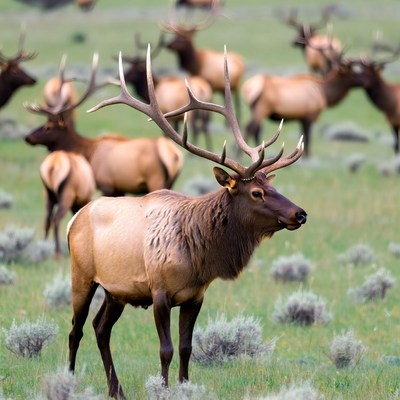 Elk in a grassy field