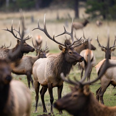 Elk herd gathers in a field