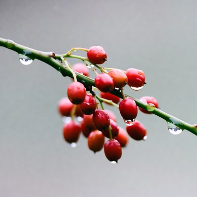 Red berries wet from rain