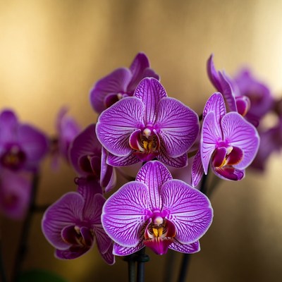 Purple orchids in bloom indoors