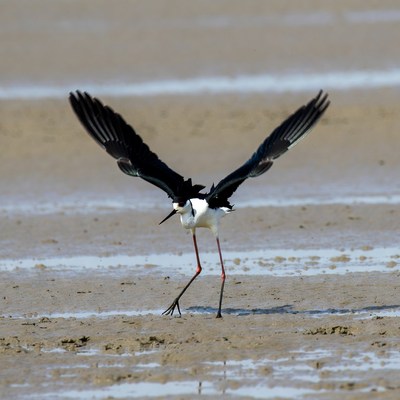Bird walking on sandy shore