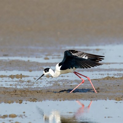 Bird walking along the shore during low tide