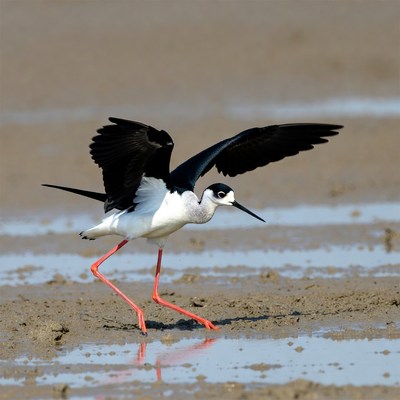Bird walking along wet shore