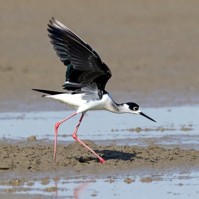 Bird walking on wet ground