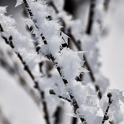 Frost on branches in winter