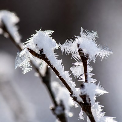 Frost forming on branch in winter
