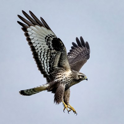 Bird of prey in flight above the ground