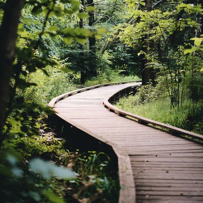 Walking path through green forest