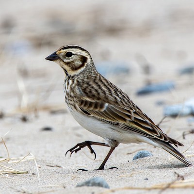 Bird walking on sandy ground at sunset